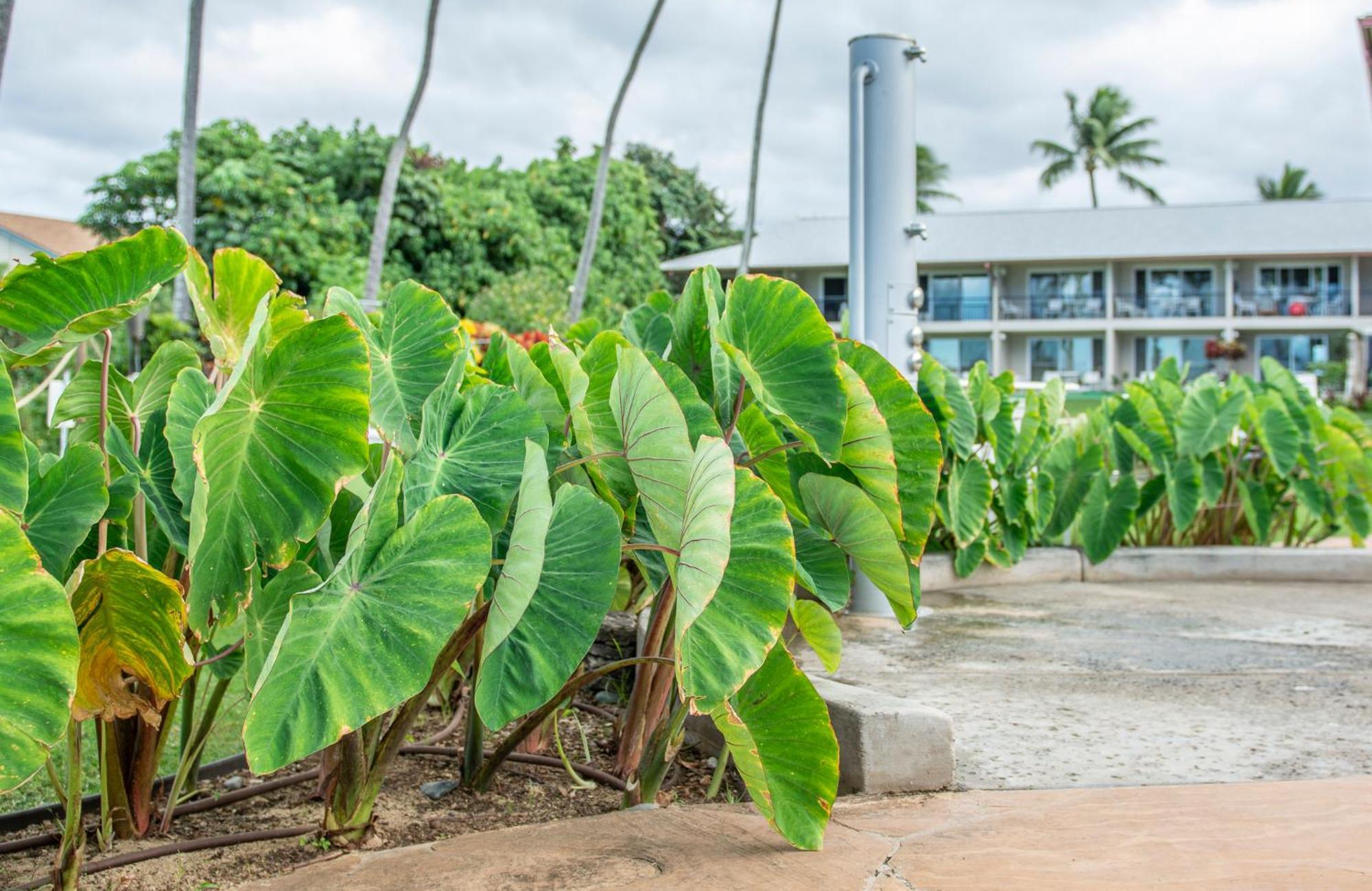 Napili Surf Beach Resort By Castle Kapalua Buitenkant foto